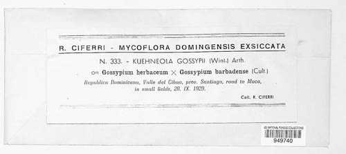 Phakopsora desmium image